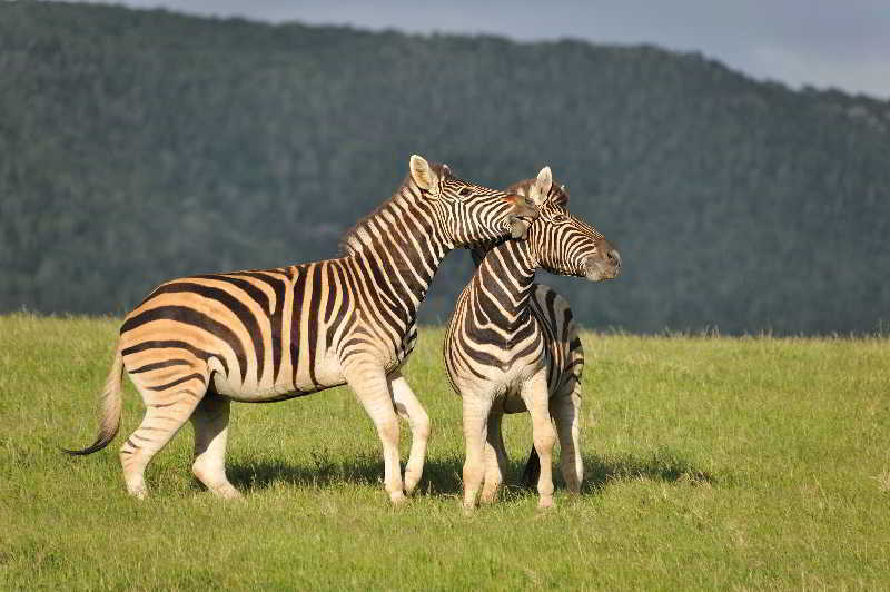 Kariega Game Reserve Bushman's River Mouth Exterior foto