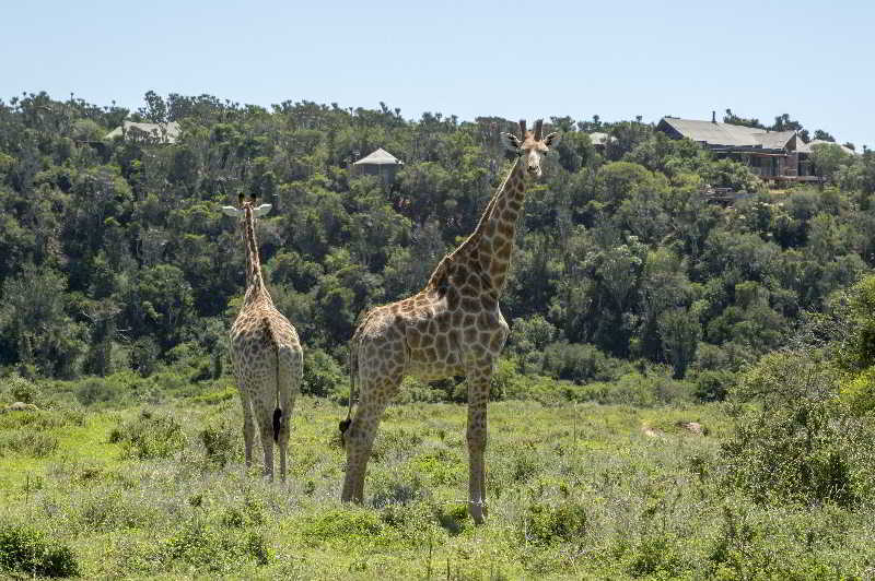 Kariega Game Reserve Bushman's River Mouth Exterior foto